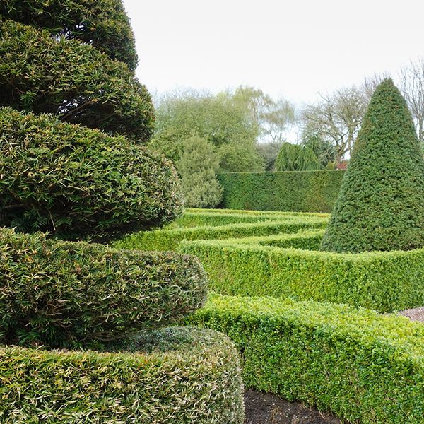 Create your own topiary garden